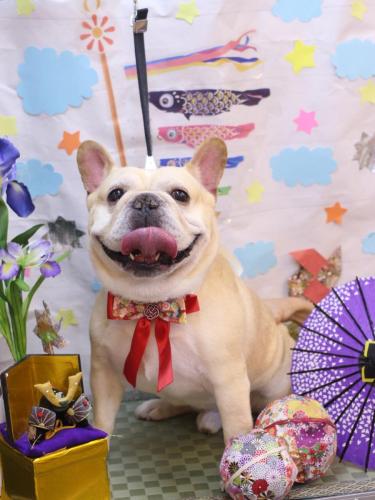 20240508こてつくん